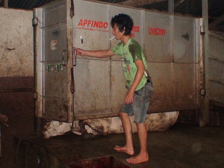 Welfare campaigners have raised concerns over slaughter boxes. Image source: Animals Australia