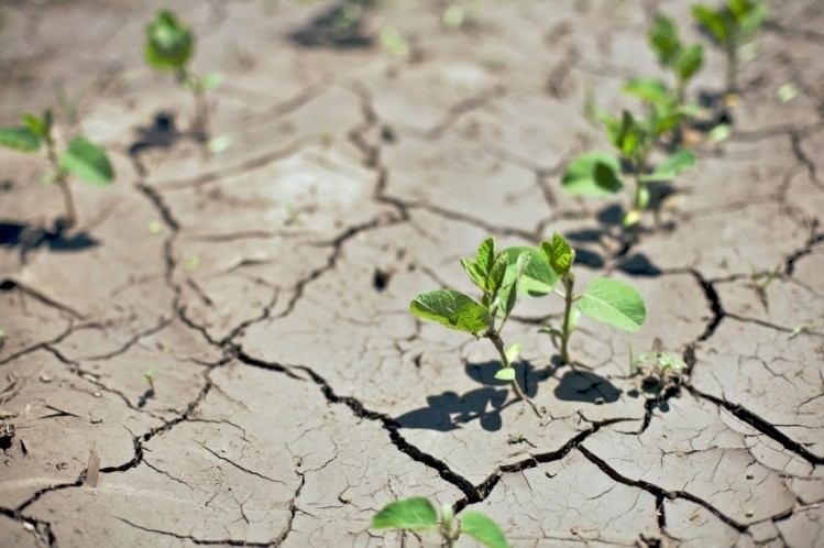 There's no soy drought for Asia Pacific... 
