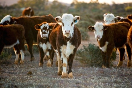 Australian dollar hits beef exports