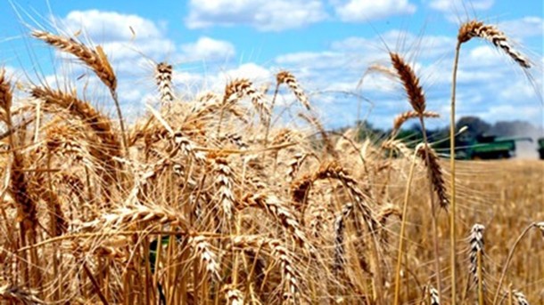 Indonesia to become a top 3 wheat importer in next five years