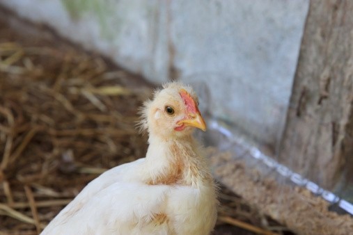 The FAO is working with Vietnam to control outbreaks of avian influenza