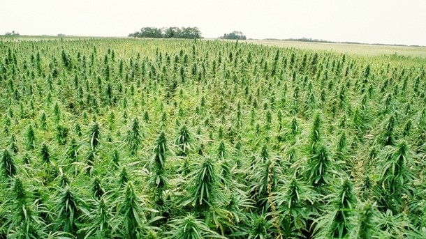 Legalising hemp for food would realise big benefits for Australia
