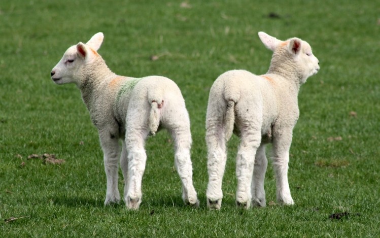 Ausrtralia's key export markets for lamb remain strong