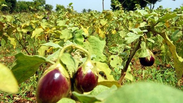 Crops like bt brinjal have been trialled before in India