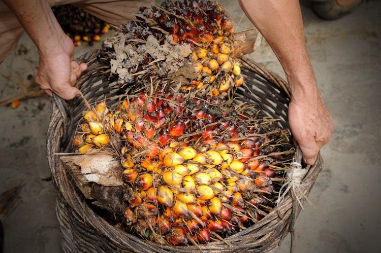 Smallholdings represent around 40% of Indonesia's oil palm area, hence the duo's joint initiative to target that sector. Pic: GettyImages/slpu9945