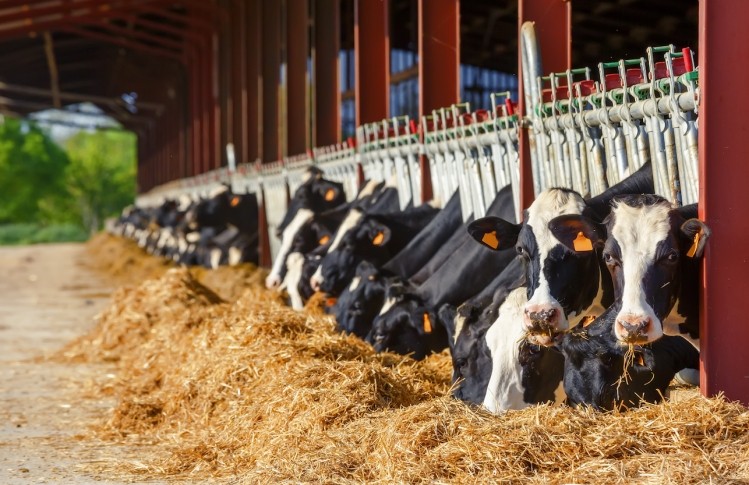 Vietnam's dairy sector continues to target outside markets such as China to increase its exports. ©GettyImages/pixinoo