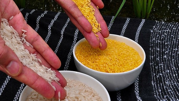 IRRI has developed Golden Rice to mitigate Vitamin A deficiency in developing countries such as Bangladesh, Indonesia and the Philippines.
