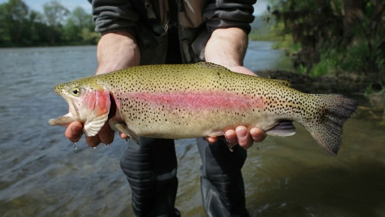The China Fisheries Association said that rainbow trout can be categorised as a type of salmon. ©Getty Images