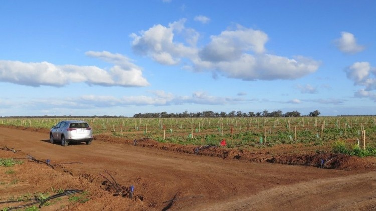 One of the research blocks planted at a new 2,500-hectare commercial almond orchard in New South Wales, Australia.