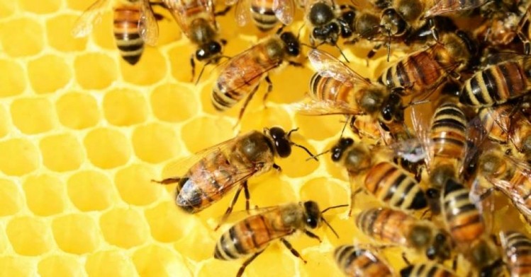 Counterfeit honey has been dubbed a 'huge issue'. ©iStock