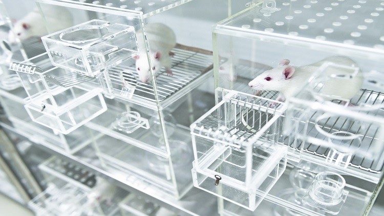 Japan animal testing: 13 major food and beverage manufacturers agree ban  practice unless required by law