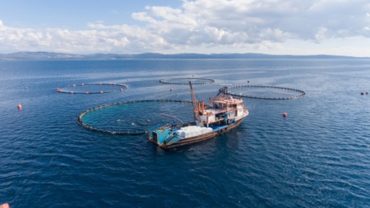 Thai Union has taken the unprecedented step of partnering with NGO Sustainable Fisheries Partnership (SFP) and opening up its entire supply chain for auditing under the body’s internationally recognized Seafood Metrics system. ©Getty Images