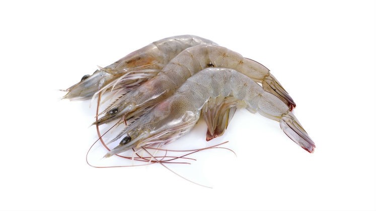 China and Malaysia joint shrimp venture to create 1,000 jobs