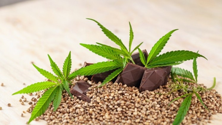 Hemp-based future? Thai Union targets alternative protein and supplement  opportunities