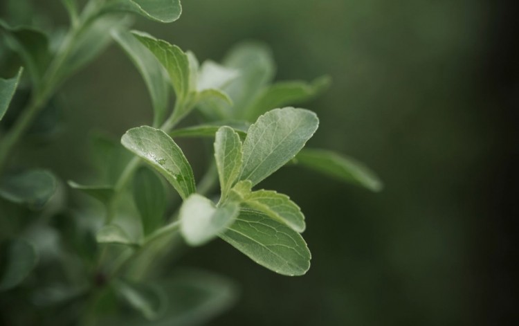 PureCircle ramping up production for the China market after receiving a patent for its stevia Reb M sweetener in China  ©PureCircle