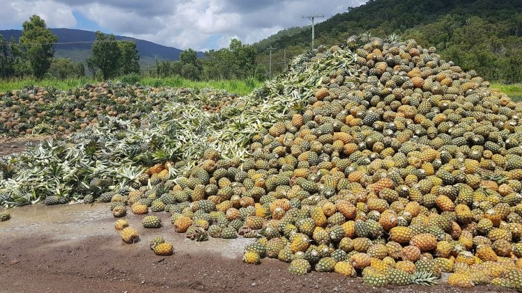 NQ Paradise Pines accused Golden Circle of not supporting the Australian pineapple industry, showing several tonnes of fruit left to rot. ©NQParadisePines,Facebook