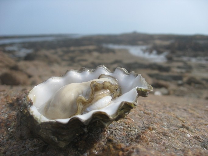 More than half of the pathogens were found to be detrimental to human health, and as oysters are typically consumed raw and whole, the findings highlight the importance of wastewater management not only for the region, but also globally. ©Getty Images