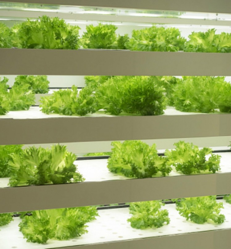 A New Zealand report has revealed that the country’s horticultural industry and food security could face increasing challenges if it intends to rely on vertical farming to replace crops lost to a lack of land post-urbanisation. ©Getty Images
