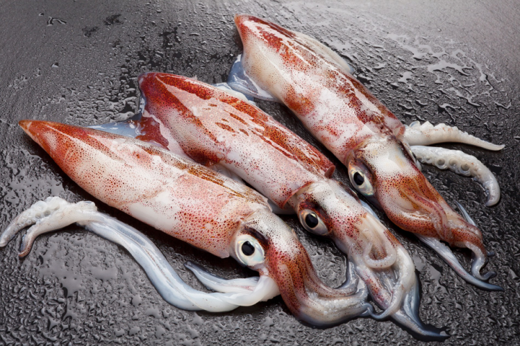 Fish and squid captured by gannets were found to have significantly lower ratio of healthy oils to protein during warm water events. ©iStock