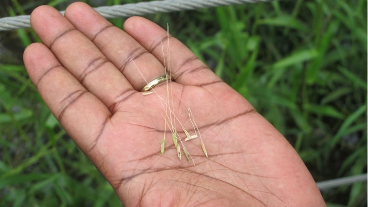 Australian wild rice's unique genetics may help boost rice production and aid in resolving global food security. ©UQ