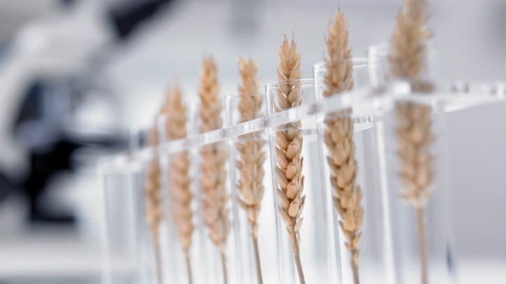 Wheat biofortification is aimed at increasing iron and zinc content in wheat grains as well as their bioavailability so that they can be readily absorbed by the body. ©Getty Images