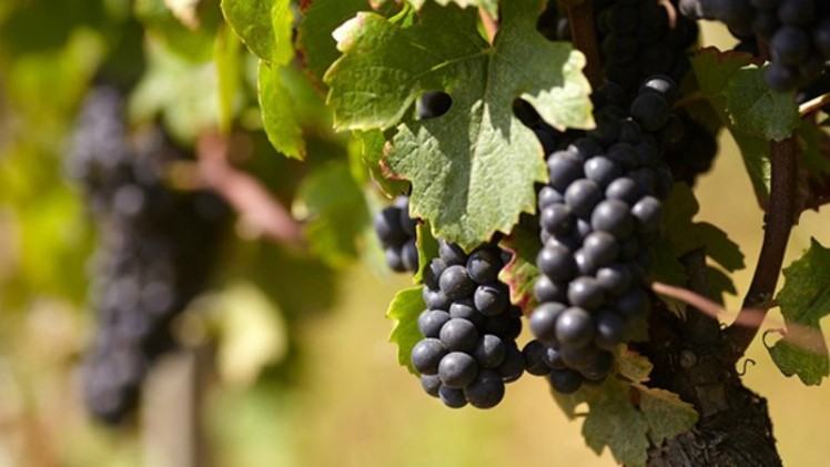 Australia has launched a new action plan that looks to undertake the challenge of addressing non-tariff barriers to its export markets worldwide. Its grapes have previously benefited from such actions. ©iStock