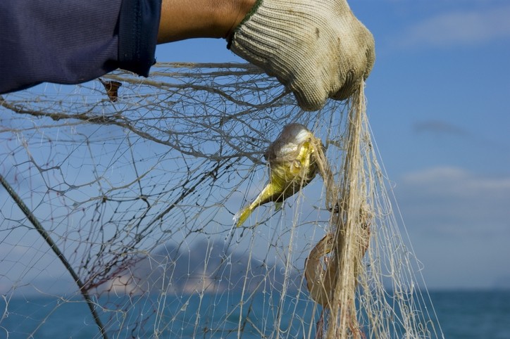 Trash fish are bycatches by fishermen, usually in areas where there is shrimp trawling activity, where small fishes are accidentally caught.  ©Getty Images