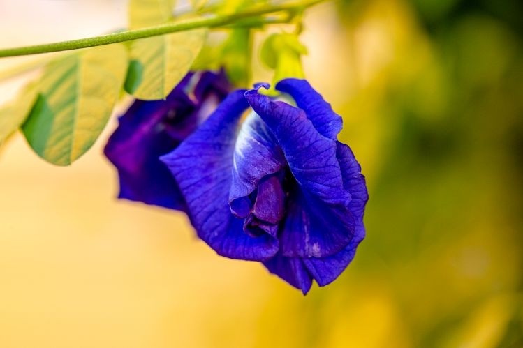 Sensient's “exceptionally heat stable” denim blue color - a water soluble extract derived from the flower petals of Clitoria ternatea - can be used in a wide range of applications. Image credit: Sensient