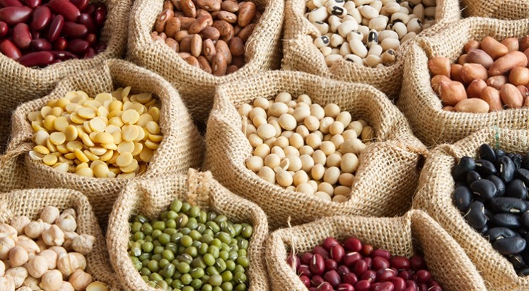 From taste to nutrition, Unlock the science behind the plant protein ingredients