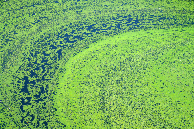 Algal blooms can hit oxygen levels in water and produce toxins / Pic: GettyImages-Rat007 