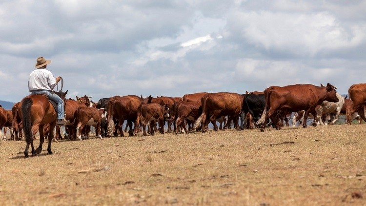 New Zealand livestock supplies dip in last quarter