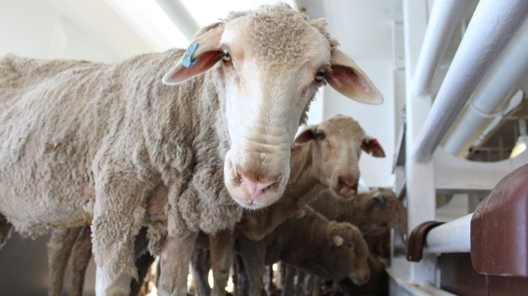 The McCarthy Review is a list of recommendations for traders to improve conditions for sheep exported to the Middle East