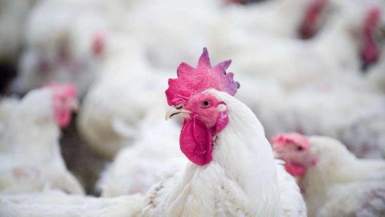Avian influenza has swept into China's Guizhou province