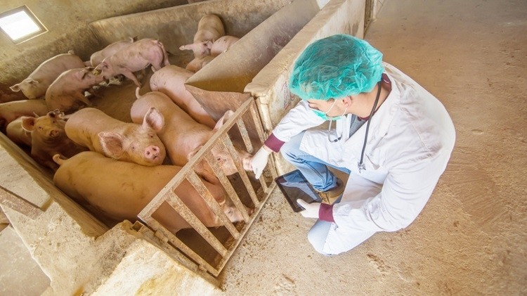 Dexing has worked with World Animal Protection to improve pig welfare practices