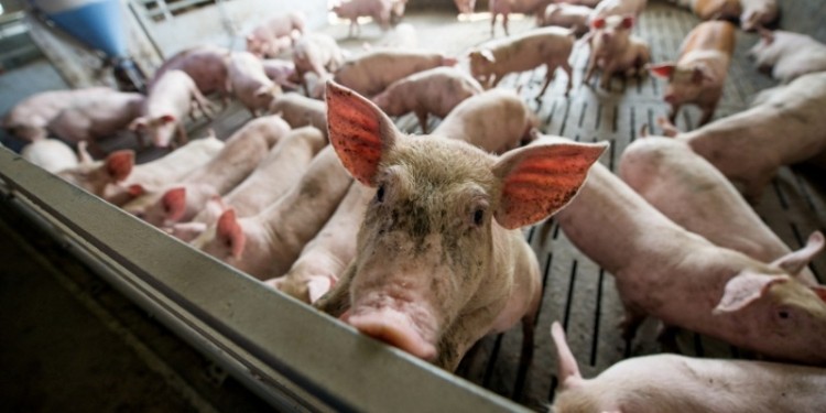 Declining hog prices have affected WH Group's results