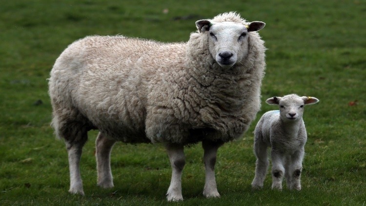 The project has already collected data on 400 ewes during lambing