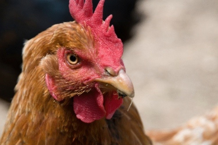 Poultry virus suspected in New Zealand
