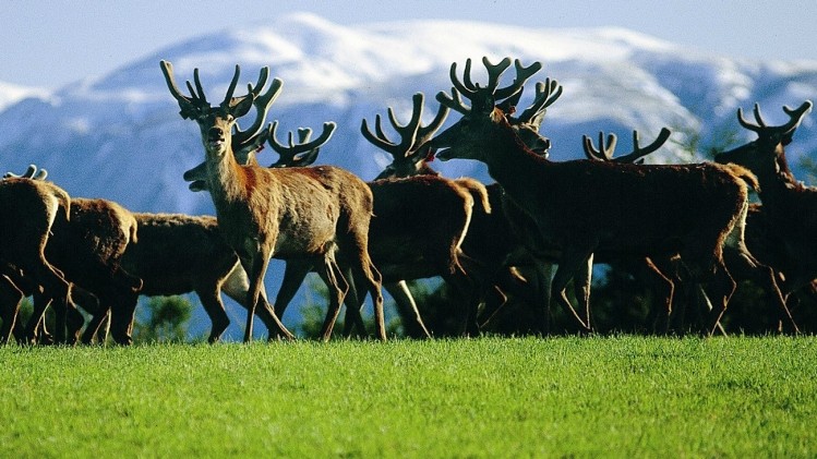 Deer velvet is harvested from stags that have shed their antlers and are in the process of re-growing them.