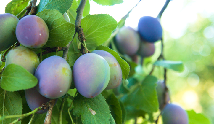 Damson plums are traditionally made into jams and sauces.   © Getty Images 