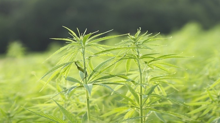 The project will include a review of the regulatory landscape and options for commercialising hemp-derived products. ©GettyImages