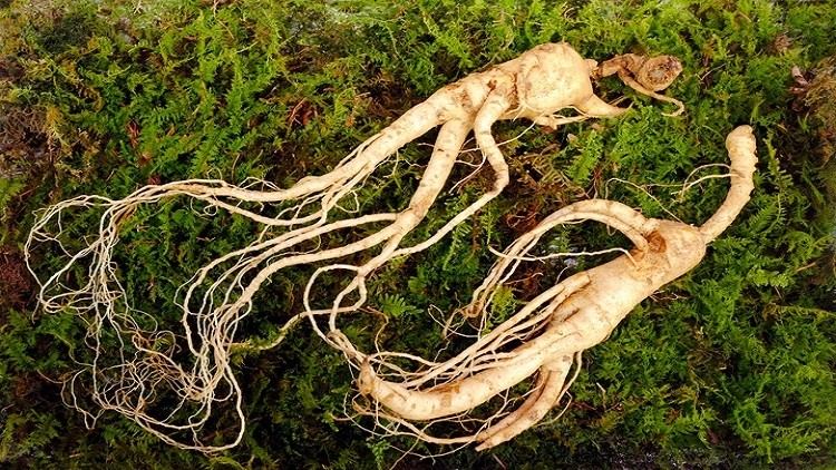 There was a drop in production of red ginseng in South Korea last year. ©Getty Images 