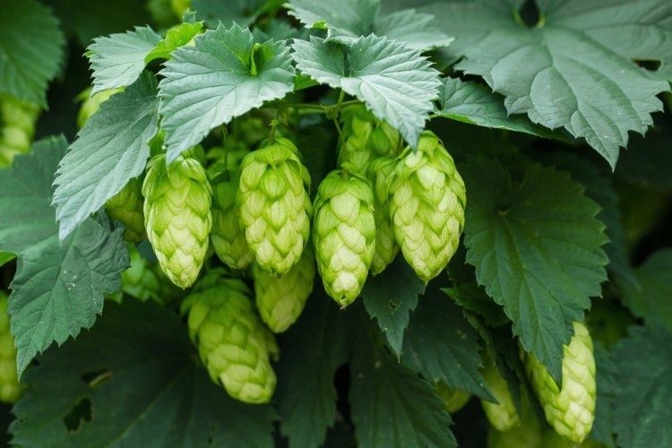 An image of green hops ©Getty Images