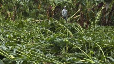 FAO: Asian farmers bear the brunt from the world’s natural disasters