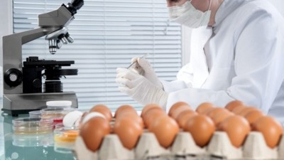 Contaminated Dutch eggs found in Hong Kong