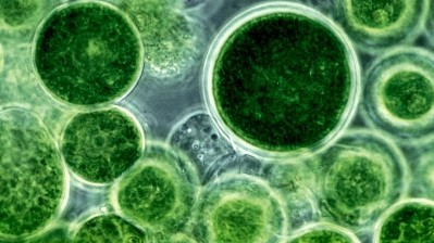 Chinese corporation invests in microalgae research in South Australia
