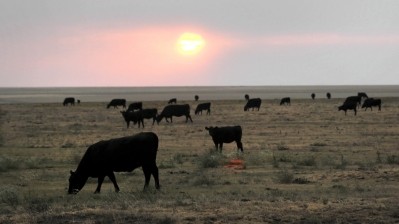 Australia’s cattle methane emissions figure downsized by 24%