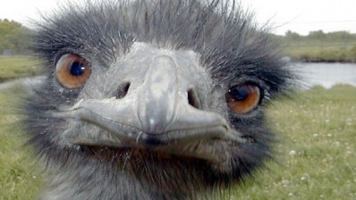 Researcher hopes emu oil may cut bowel cancer