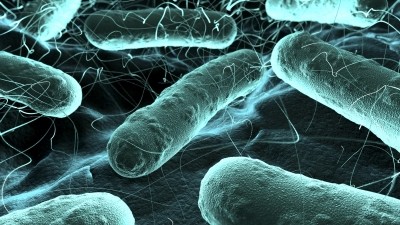 New technique enables fast, accurate measurement of bacteria levels