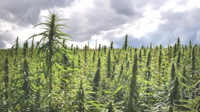 Hemp lobby dashed after ministers block call for its use in nutrition