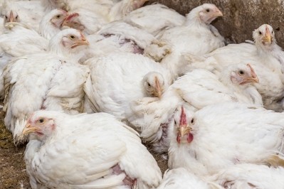 OSI now controls a company that can produce 120m broilers a year through the deal